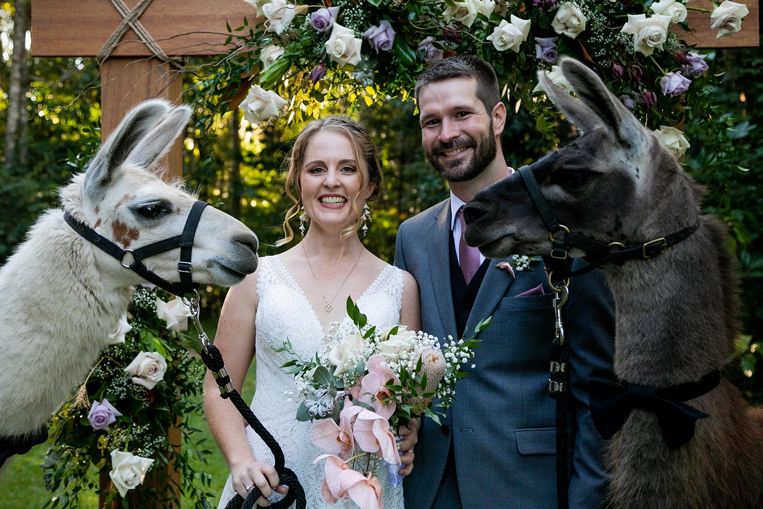 Wedding Photography - Couple with Alpacas closeup