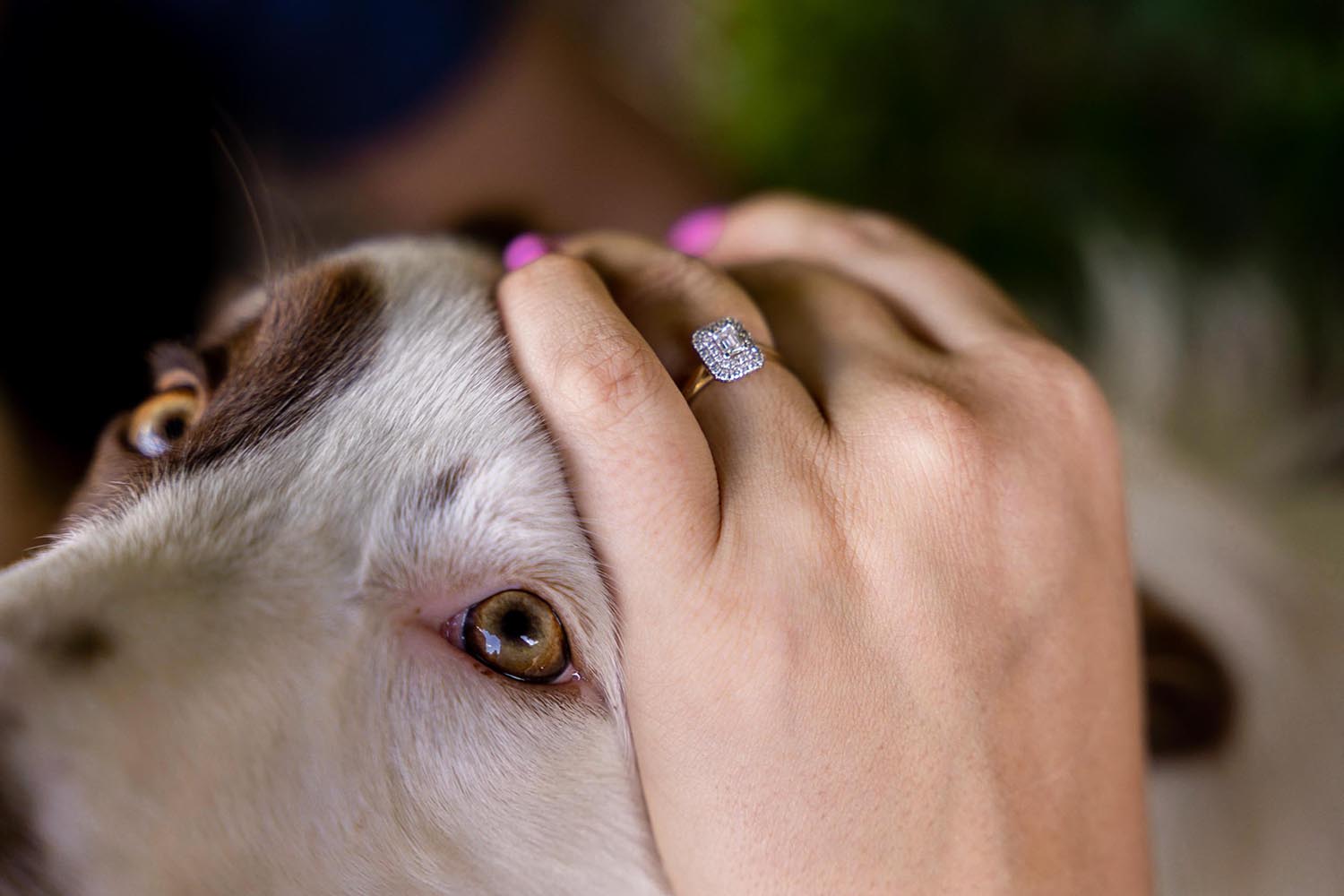 Engagement Shoot dog face and ring close up