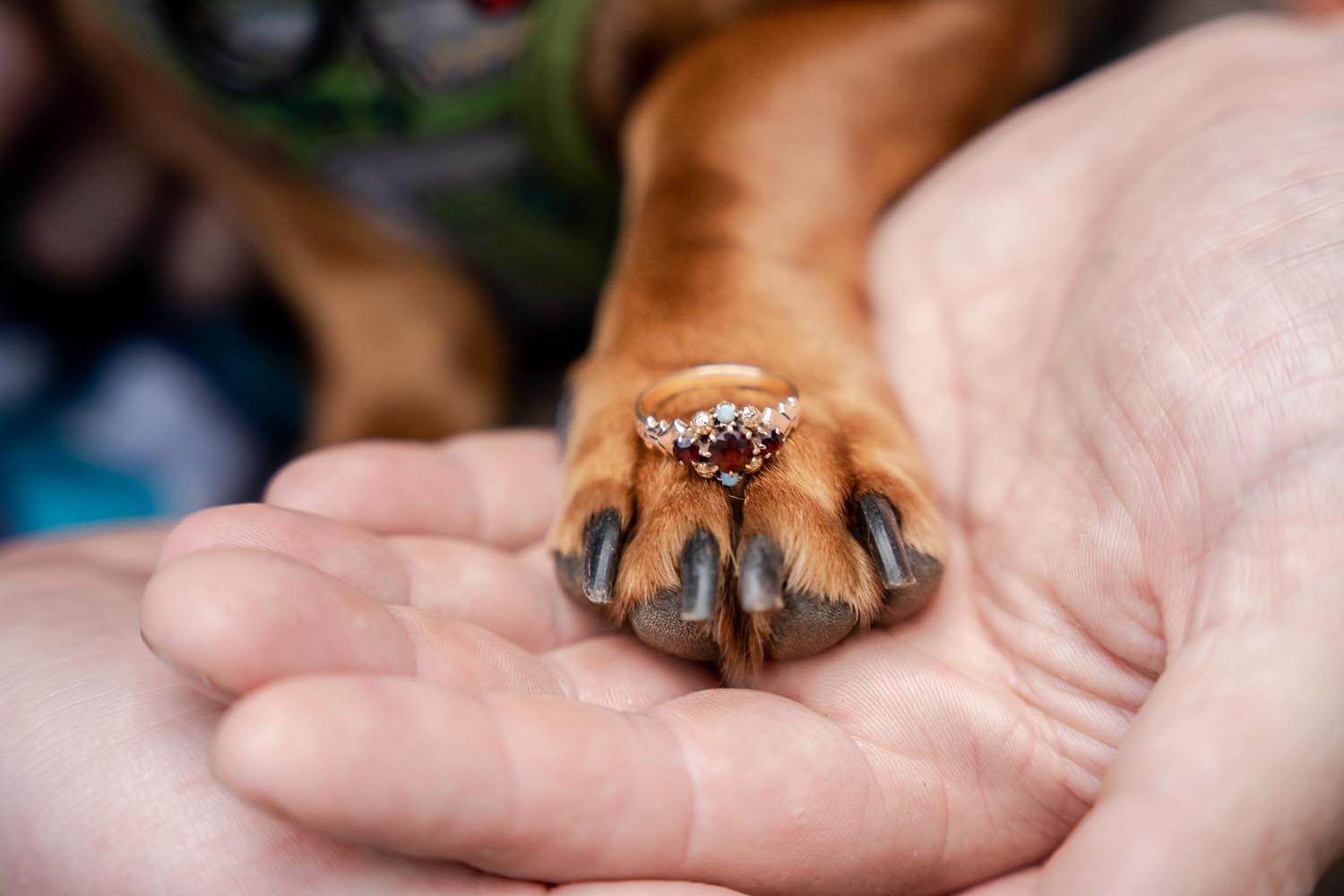 Engagement Shoot sausage dog holding ring