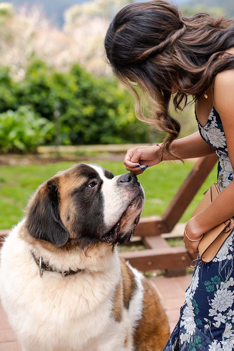Wedding Photography – Guest Patting Dog