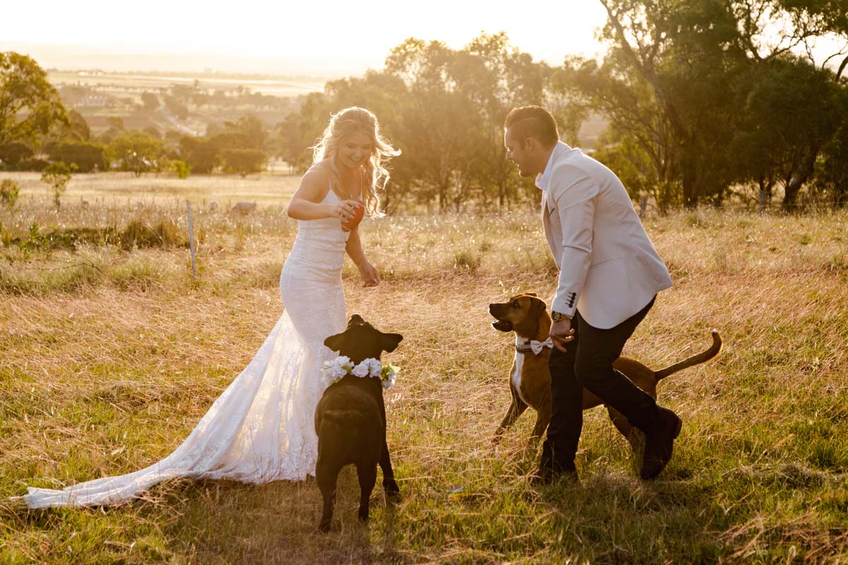 Wedding Photography bride and groom playing with dogs