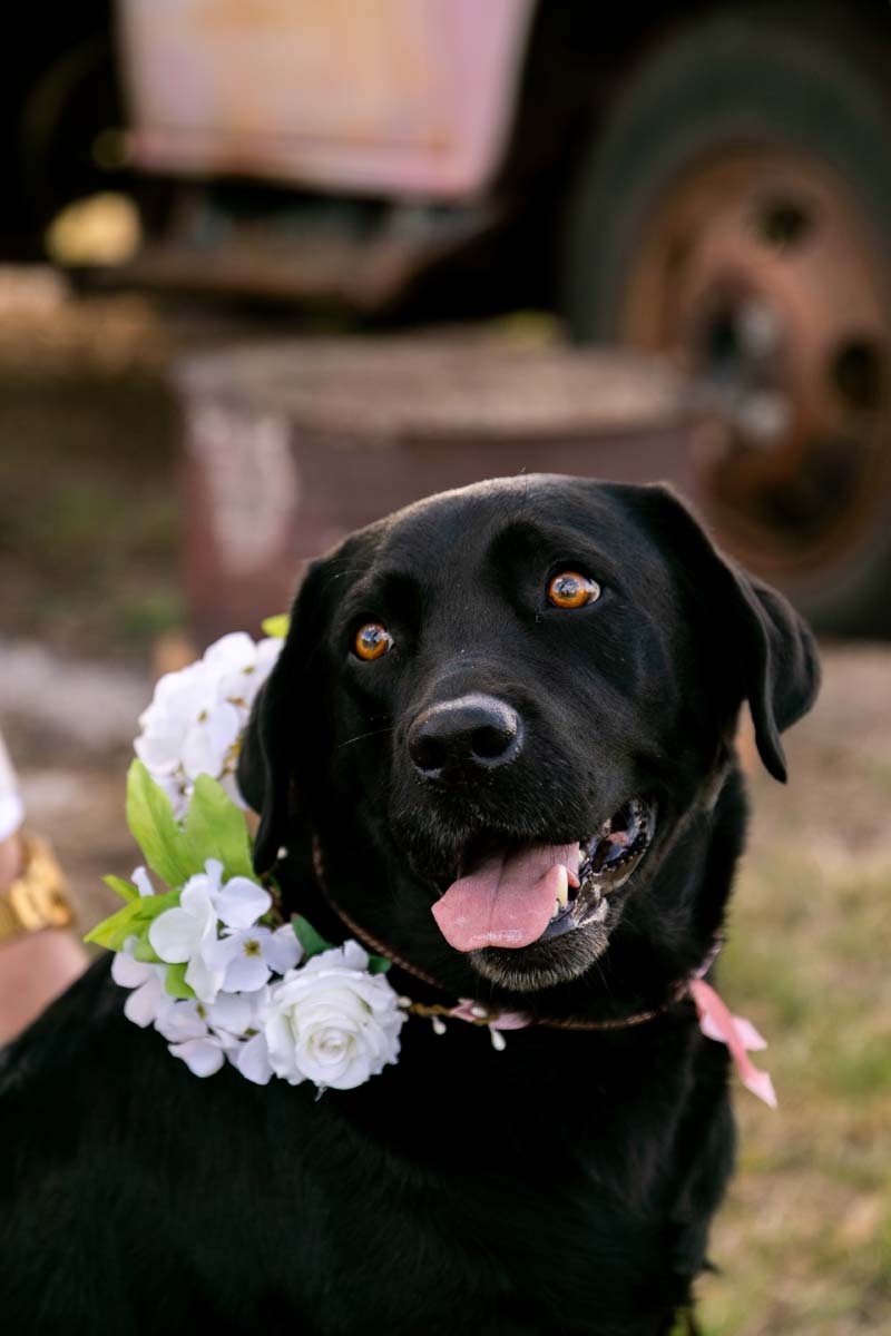 Wedding Photography flower dog